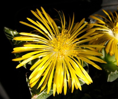 Faucaria felina